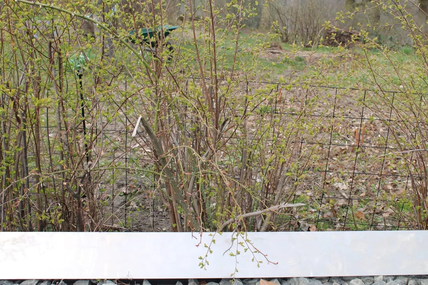 Rabattkant i corten längs en buskplantering. Bild 7 av 22